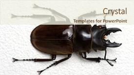  Presentation with stag party - Audience pleasing slide deck consisting of horn antenna - stag beetle isolated on white backdrop and a  colored foreground