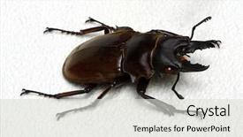  Presentation with brown sugar isolated on white - Slide set with horn antenna - stag beetle isolated on white background and a  colored foreground