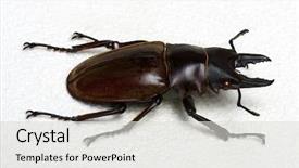  Presentation with octopus on isolated white - Cool new PPT layouts with horn antenna - stag beetle isolated on white backdrop and a  colored foreground