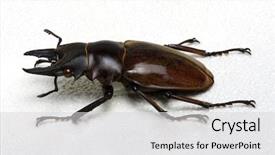  Presentation with stag party - PPT layouts consisting of horn antenna - stag beetle isolated on white background and a  colored foreground