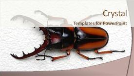  Presentation with stag party - Colorful presentation design enhanced with horn antenna - stag beetle isolated on white backdrop and a  colored foreground