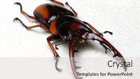 Presentation with antenna - PPT theme with horn antenna - stag beetle isolated on white background and a  colored foreground