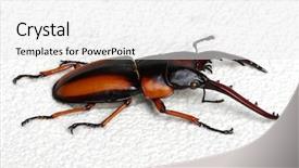  Presentation with antenna - Audience pleasing presentation theme consisting of horn antenna - stag beetle isolated on white backdrop and a  colored foreground