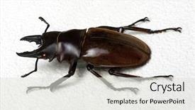  Presentation with stag party - Amazing presentation having horn antenna - stag beetle isolated on white backdrop and a  colored foreground