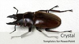  Presentation with beetles rhinoceros beetle rhino beetle - Theme enhanced with horn antenna - stag beetle isolated on white background and a  colored foreground