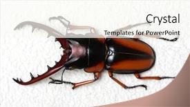  Presentation with antenna - PPT layouts enhanced with horn antenna - stag beetle isolated on white background and a  colored foreground