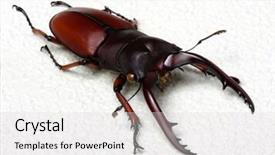  Presentation with scarab beetle - PPT theme enhanced with horn antenna - stag beetle isolated on white background and a  colored foreground