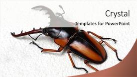  Presentation with background - Presentation featuring horn antenna - stag beetle isolated on white background and a cream colored foreground