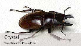  Presentation with stag party - Presentation theme enhanced with horn antenna - stag beetle isolated on white background and a  colored foreground