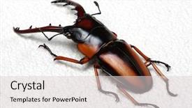  Presentation with antenna - Colorful presentation theme enhanced with horn antenna - stag beetle isolated on white backdrop and a  colored foreground