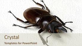  Presentation with stag party - Presentation with horn antenna - stag beetle isolated on white background and a  colored foreground