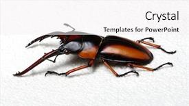  Presentation with antenna - Presentation theme having horn antenna - stag beetle isolated on white background and a  colored foreground