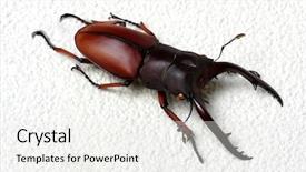  Presentation with scarab beetle - PPT theme featuring horn antenna - stag beetle isolated on white background and a white colored foreground