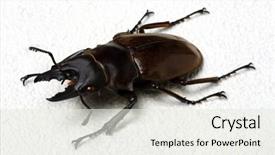  Presentation with frames isolated on white brown - PPT theme with horn antenna - stag beetle isolated on white background and a sky blue colored foreground