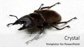  Presentation with history earth globe isolated white - Audience pleasing PPT theme consisting of horn antenna - stag beetle isolated on white backdrop and a white colored foreground