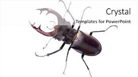  Presentation with antenna - Slide deck with horn antenna - stag-beetle background and a white colored foreground