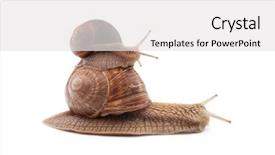  Presentation with background - Audience pleasing slide deck consisting of horn antenna - two snails isolated on white backdrop and a white colored foreground