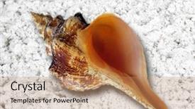  Presentation with sea shell - PPT theme featuring horn-sea-shell-on-sand background and a coral colored foreground