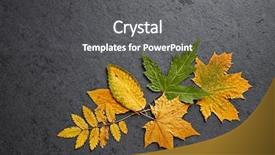  Presentation with fall leaves border - Cool new theme with hornbeam - arrangement of colorful fall leaves backdrop and a gray colored foreground