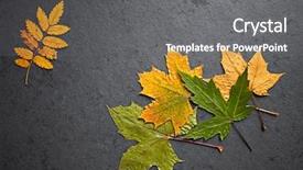  Presentation with fall leaves border - Audience pleasing slide deck consisting of hornbeam - arrangement of colorful fall leaves backdrop and a gray colored foreground