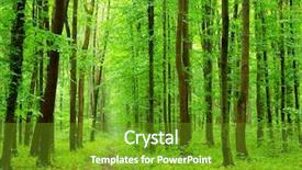  Presentation with path - Cool new presentation with hornbeam - path is in the green backdrop and a tawny brown colored foreground