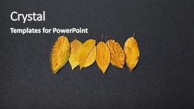  Presentation with fall leaves - PPT theme consisting of hornbeam - yellow fall leaves on black background and a dark gray colored foreground