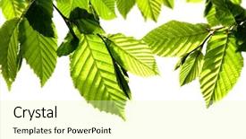  Presentation with fall leaves border white - Beautiful PPT theme featuring hornbeam leaves isolated on white backdrop and a blonde colored foreground