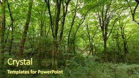  Presentation with west - Theme consisting of hornbeam temperate forest in south background and a tawny brown colored foreground