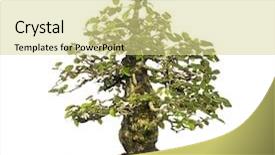  Presentation with bonsai - Beautiful PPT layouts featuring hornbeams bonsai tree carpinus isolated backdrop and a blonde colored foreground