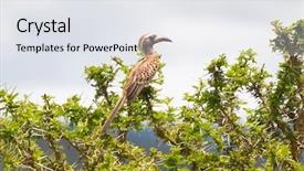  Presentation with thorn - Colorful slide deck enhanced with hornbill bird with long curve backdrop and a white colored foreground