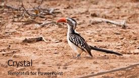  Presentation with birds - Beautiful PPT theme featuring hornbill birds on the sand backdrop and a coral colored foreground