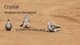  Presentation with birds - Amazing PPT layouts having hornbill birds on the sand backdrop and a coral colored foreground