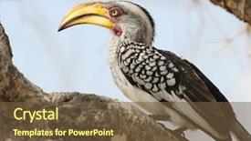  Presentation with africa - Presentation theme having hornbill tockus flavirostris south africa background and a tawny brown colored foreground