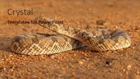  Presentation with military defensive tactics - Presentation theme featuring horned-adder-bitis-caudalis background and a red colored foreground