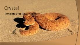  Presentation with south africa - Cool new PPT layouts with horned-adder-bitis-caudalis backdrop and a coral colored foreground