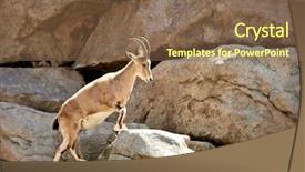  Presentation with mountain - Colorful slide set enhanced with horned goat on mountain backdrop and a tawny brown colored foreground