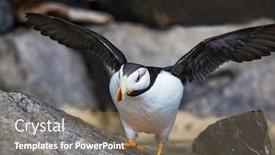  Presentation with shot - Presentation consisting of horned-puffin-fratercula-corniculata-close background and a violet colored foreground