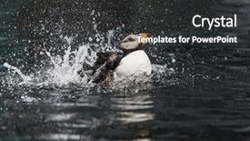  Presentation with shot - Beautiful slide deck featuring horned puffin fratercula corniculata close backdrop and a  colored foreground
