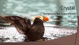 Presentation with shot - PPT theme featuring horned puffin fratercula corniculata close background and a  colored foreground