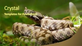  Presentation with natural gas piping - Colorful presentation design enhanced with horned viper in natural habitat backdrop and a tawny brown colored foreground