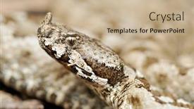  Presentation with natural - Cool new slide deck with horned-viper-in-natural-habitat backdrop and a coral colored foreground