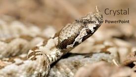  Presentation with natural - Amazing slide set having horned-viper-in-natural-habitat backdrop and a coral colored foreground