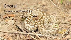  Presentation with natural - Slide set consisting of horned viper in natural habitat background and a  colored foreground