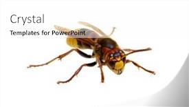  Presentation with hornet - Slide deck enhanced with hornet-isolated-on-the-white background and a white colored foreground