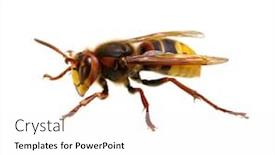  Presentation with hornet - Theme featuring hornet-isolated-on-white background and a white colored foreground