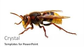  Presentation with hornet - PPT theme having hornet-isolated-on-white background and a white colored foreground