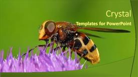  Presentation with hornet - PPT theme enhanced with hornet-mimic-hoverfly-volucella-zonaria background and a tawny brown colored foreground