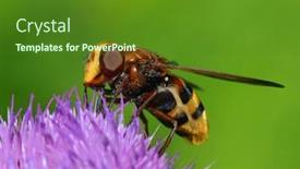 Presentation with hornet - PPT layouts consisting of hornet-mimic-hoverfly-volucella-zonaria background and a tawny brown colored foreground