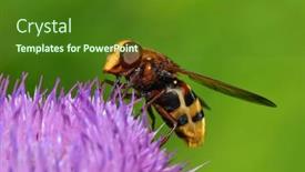  Presentation with hornet - Slide set featuring hornet-mimic-hoverfly-volucella-zonaria background and a forest green colored foreground