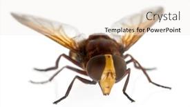  Presentation with hornet - Colorful slide deck enhanced with hornet mimic hoverfly volucella zonaria backdrop and a white colored foreground